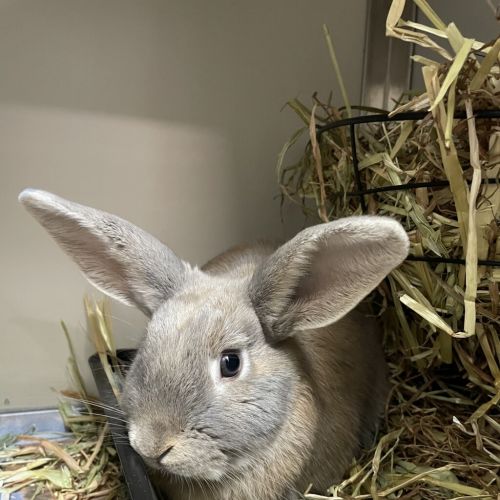 Cocoa