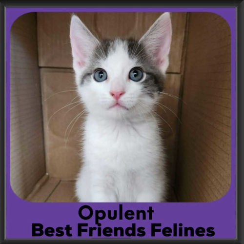 Opulent 