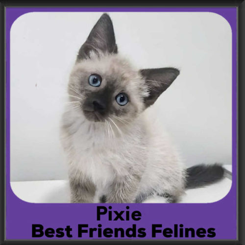 Pixie 