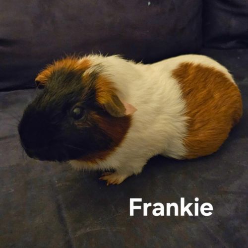 Franky