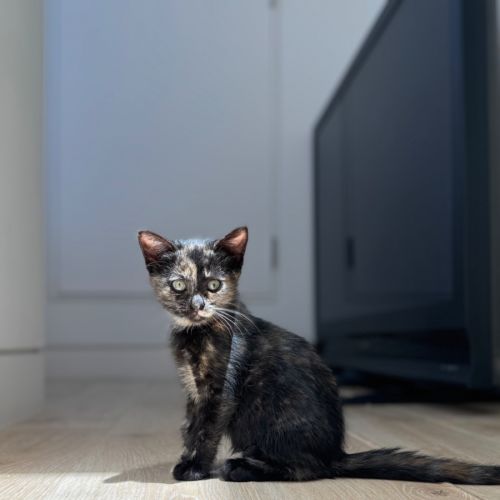 Coco