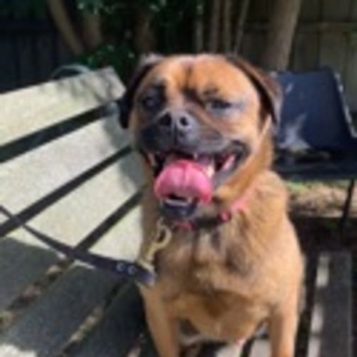Peanut (64642)