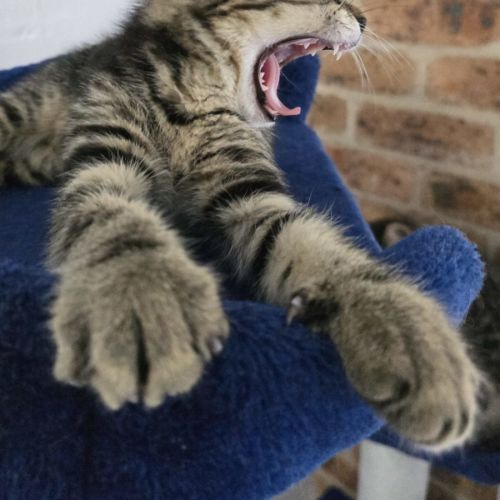Pig pig