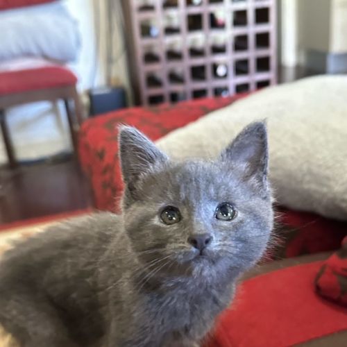 Cleo