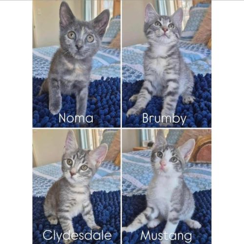 11242/3/4/5 - Clydesdale, Brumby, Mustang & Noma