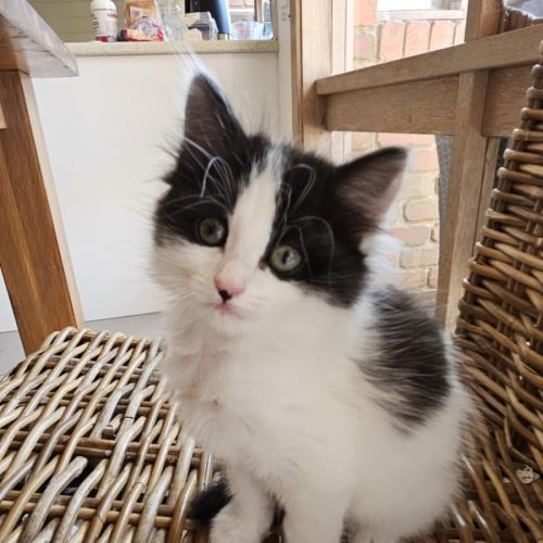 Pepper meet me@Petstock Hastings store