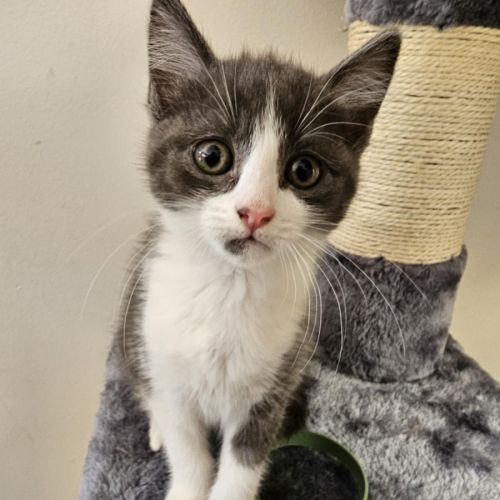 Penny meet me@Petstock Hastings store