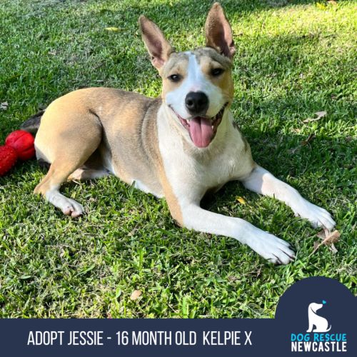 Jessie - 16 month old Kelpie X