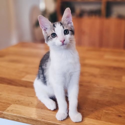 Nandor - Located in Coburg