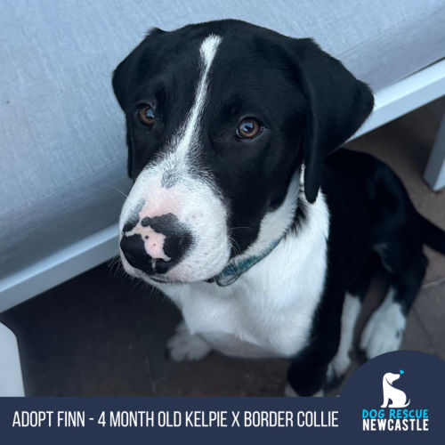 Finn - 4 Month Old Kelpie X Border Collie (Trial)