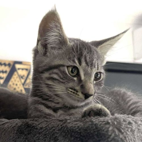 Cleo - Located in Bentleigh East
