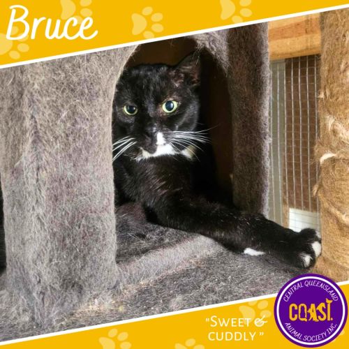 Bruce