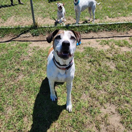 Milly (43683)