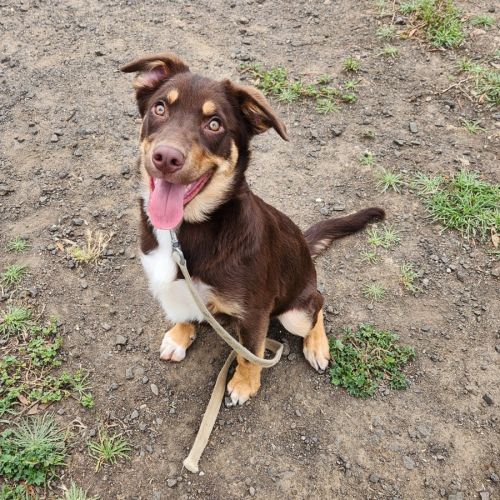 Benson (64755)
