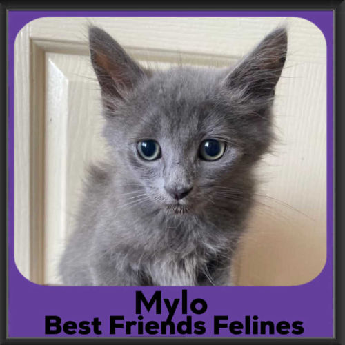 Mylo 
