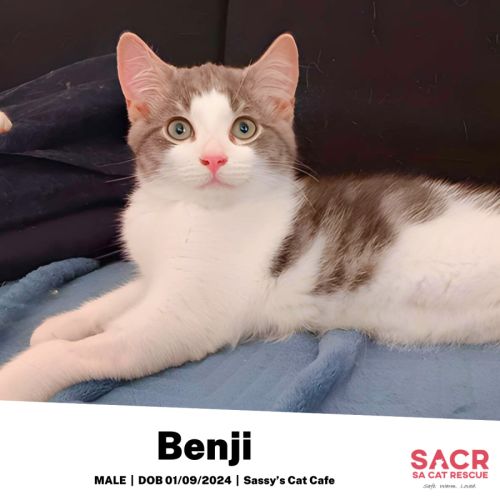 Benji