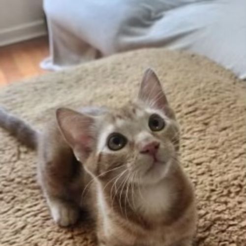 Georgio