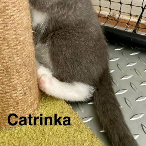 Catrinka