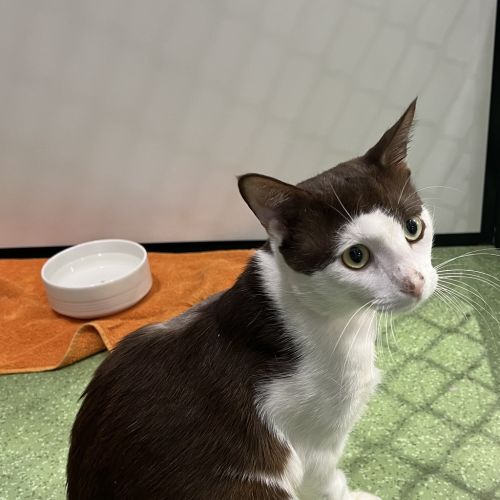 Meeko