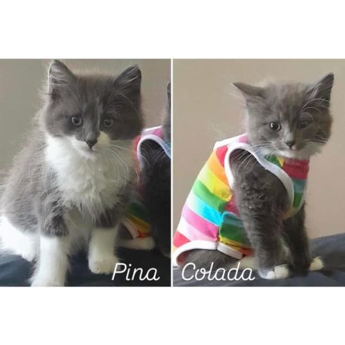 11294/5 - Pina & Colada