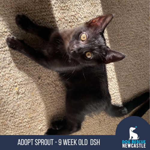 Sprout - 9 week old DSH