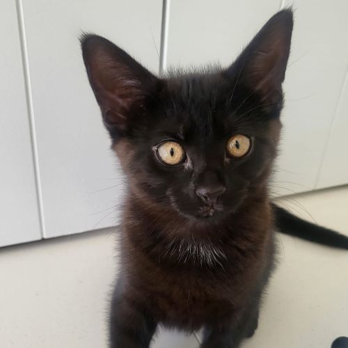 Mr Percival