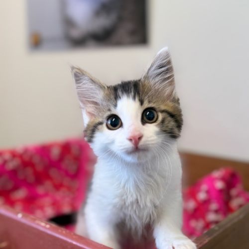 Sam