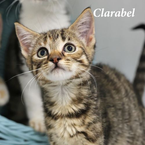 Clarabel