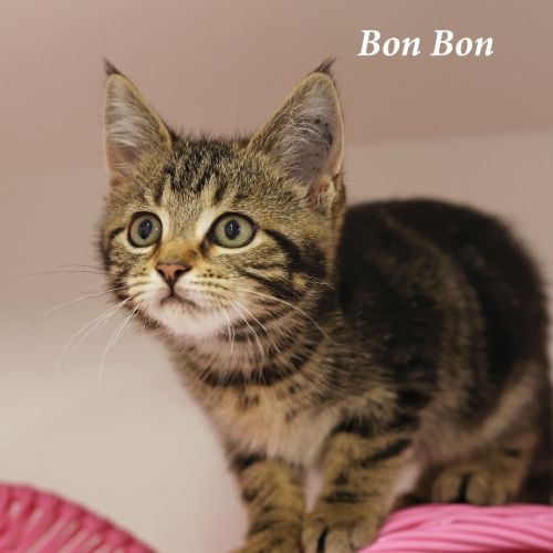 Bon Bon