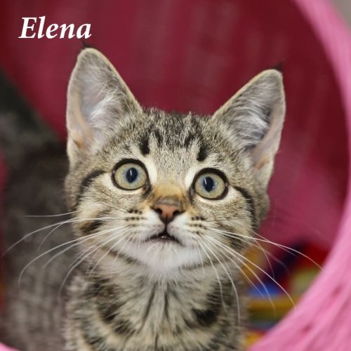 Elena
