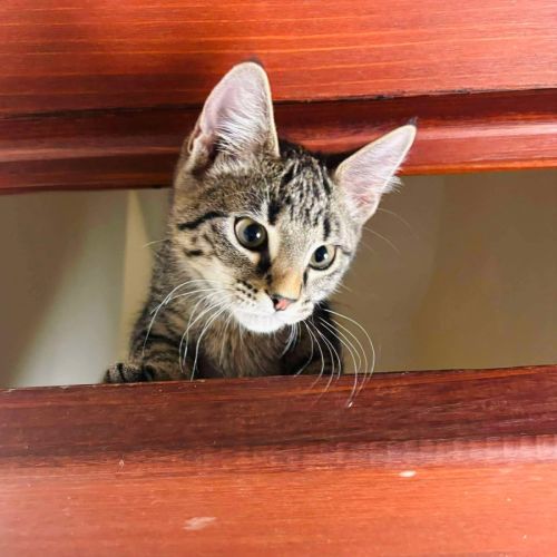 Morticia - Located in Abbotsford