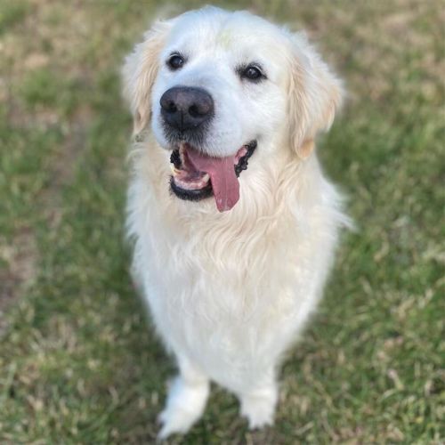 Cooper
