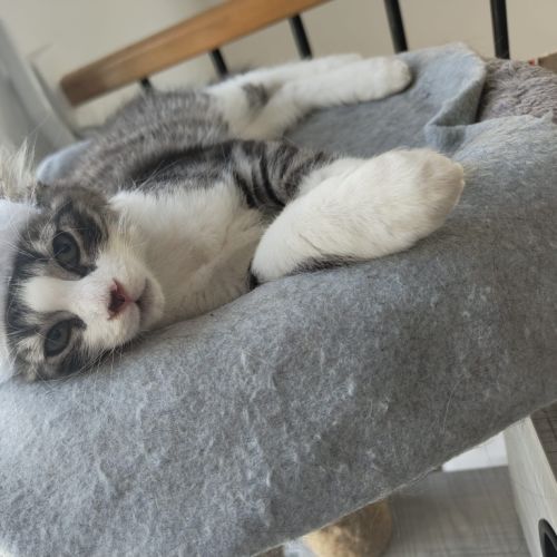 Cadbury