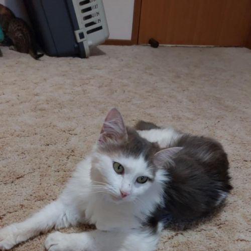 Mimi