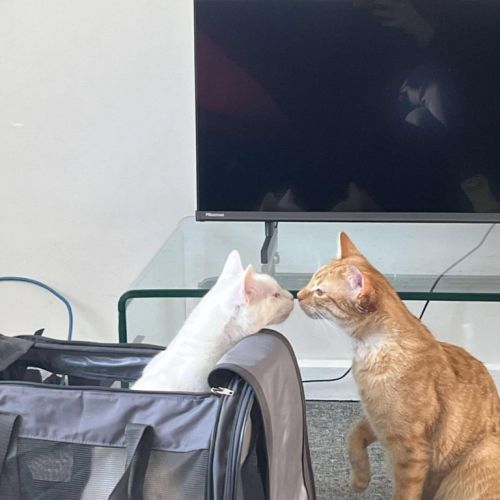 Mouse / Fig