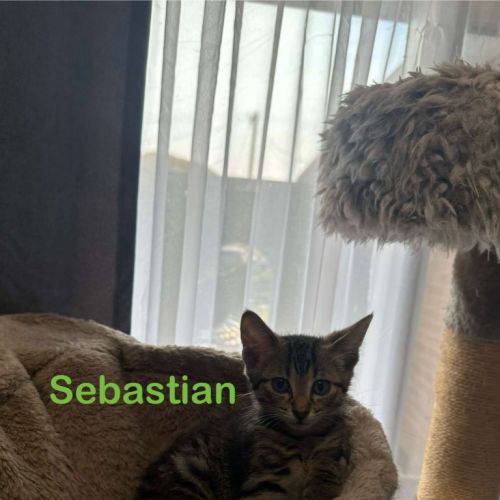 Sebastian