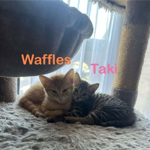 Waffles