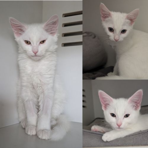 Vanilla Slice, Custard Tart, Lemon Pie