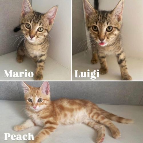 11596/5 - Mario & Luigi 