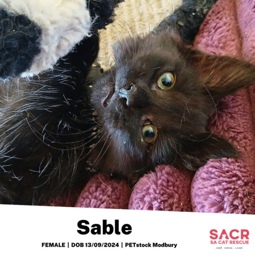 Sable