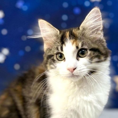 Florence - Located in Preston