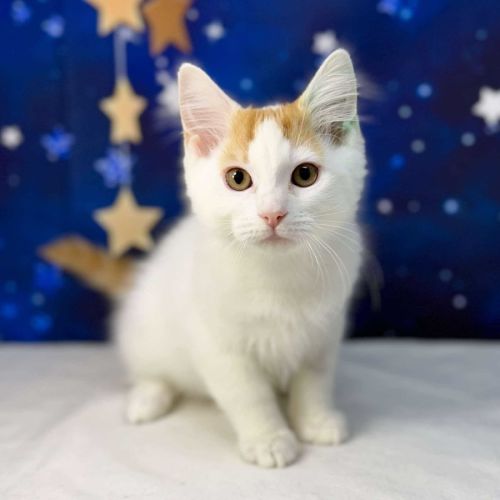 Rome - Located in Preston