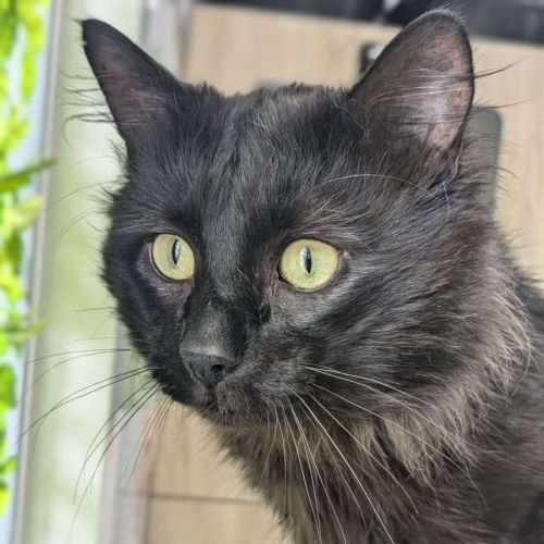 🤴 Prince 5738 🤴