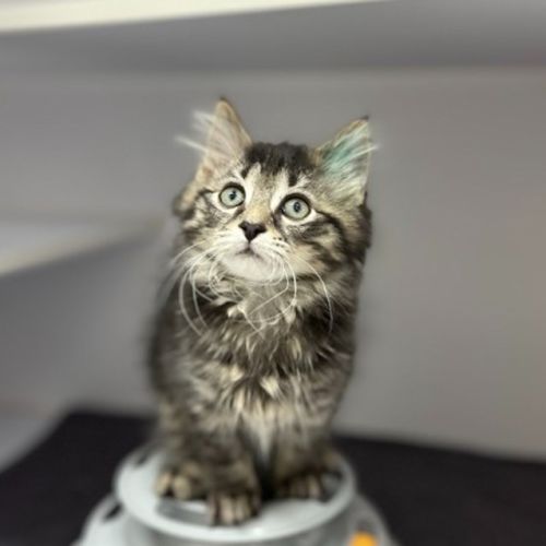 Evie