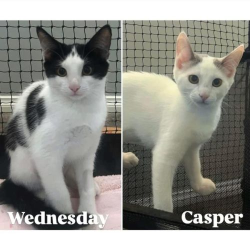 11410/12 - Casper & Wednesday