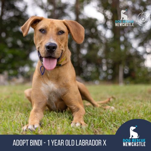Bindi - 1 year old Labrador x (Trial)