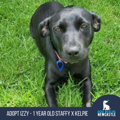 Izzy - 1 Year Old Staffy X Kelpie (Trial)
