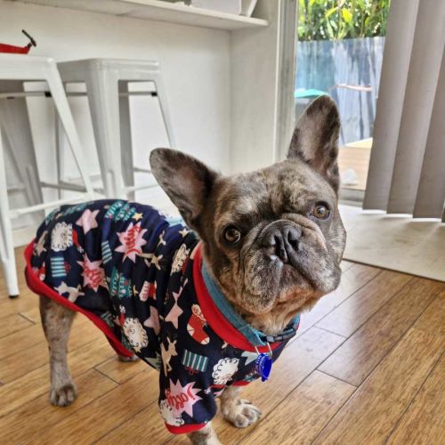 Mitch - 4 Year Old French Bulldog