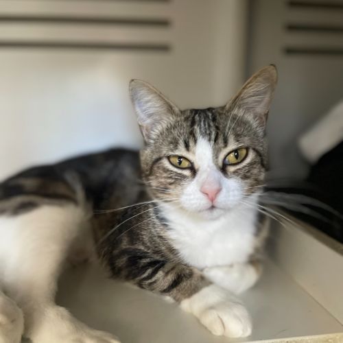 Possum- Meet me at PETstock Milperra!