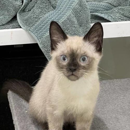 Milo